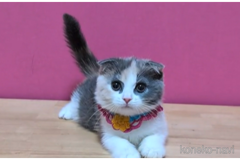 成約済の東京都のスコティッシュフォールド(折れ耳)-103713の4枚目